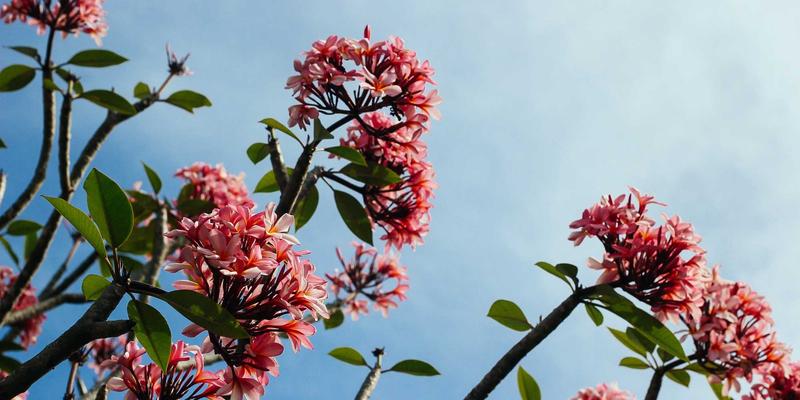 猫头鹰莉莉：未来主义家居装饰如何通过订阅制模式打造惊喜经济与用户粘性